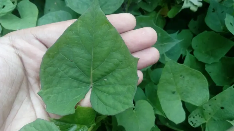 Sweet-potato-leaves