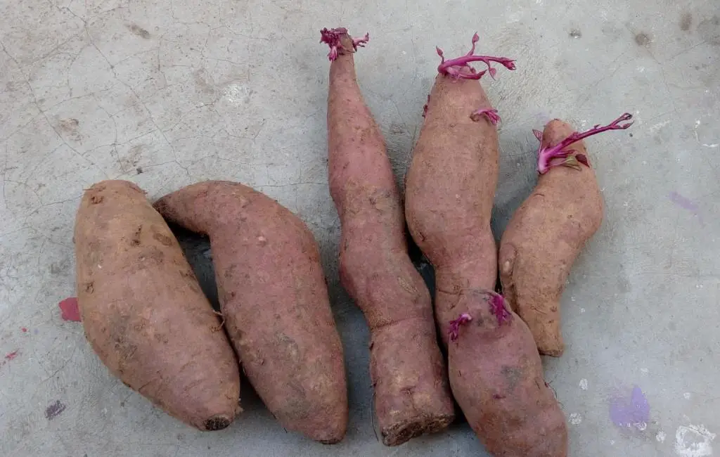 how-to-grow-Sweet-potato-sprouts-slips
