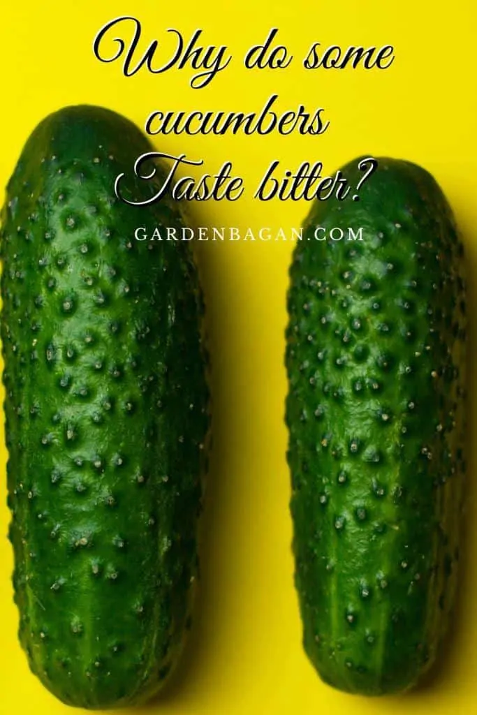 Why do some cucumbers Taste bitter