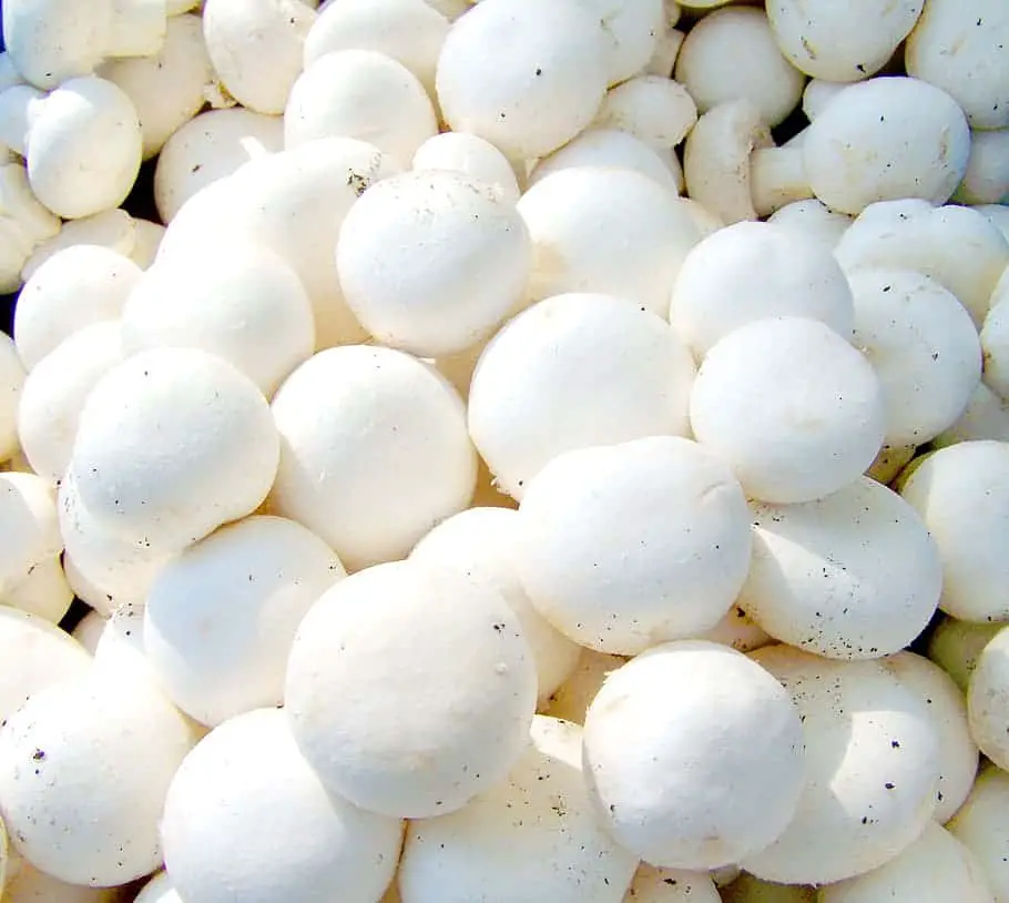 grow-button-mushroom-Vegetables to Grow Indoors