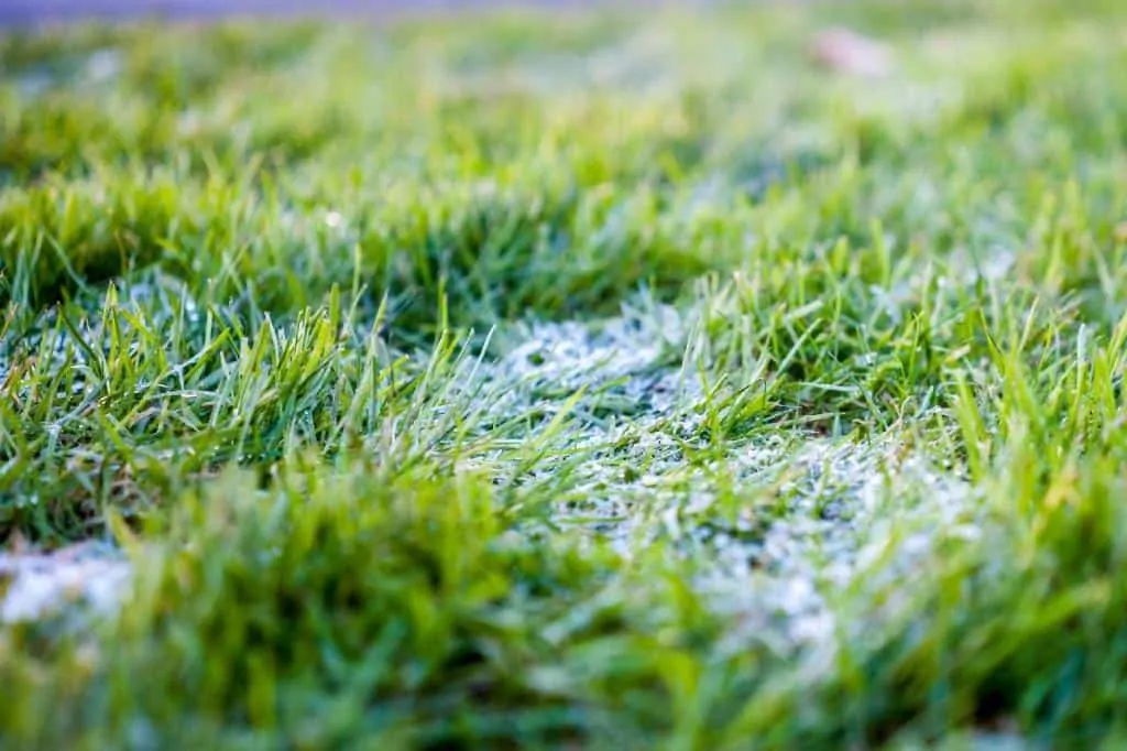 problems with grass in snow