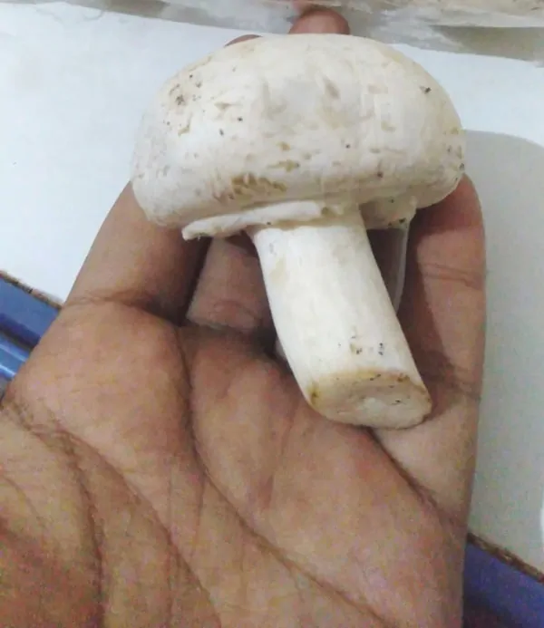 how to grow healthy-button-mushroom