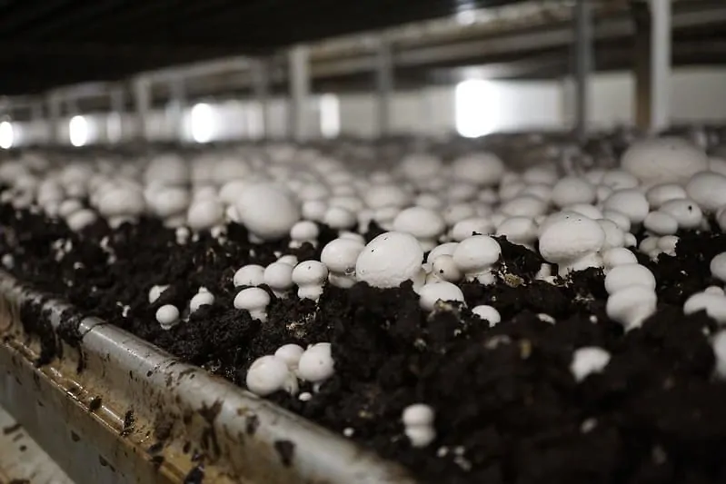 white-button-mushroom-in-compost-bed