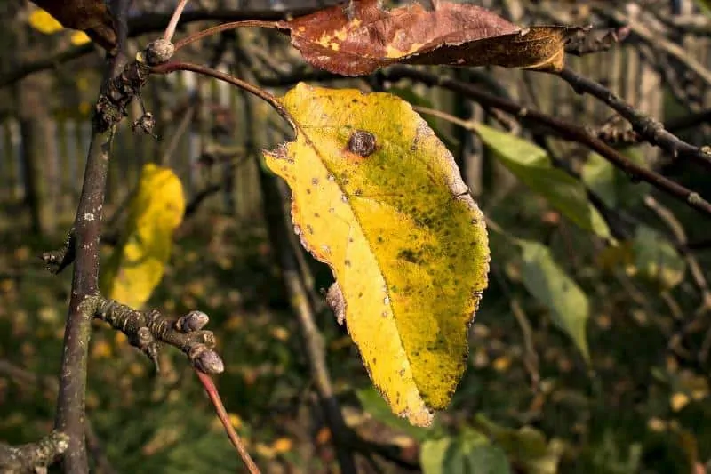 yellowing-leaves-due-to-pests-attack