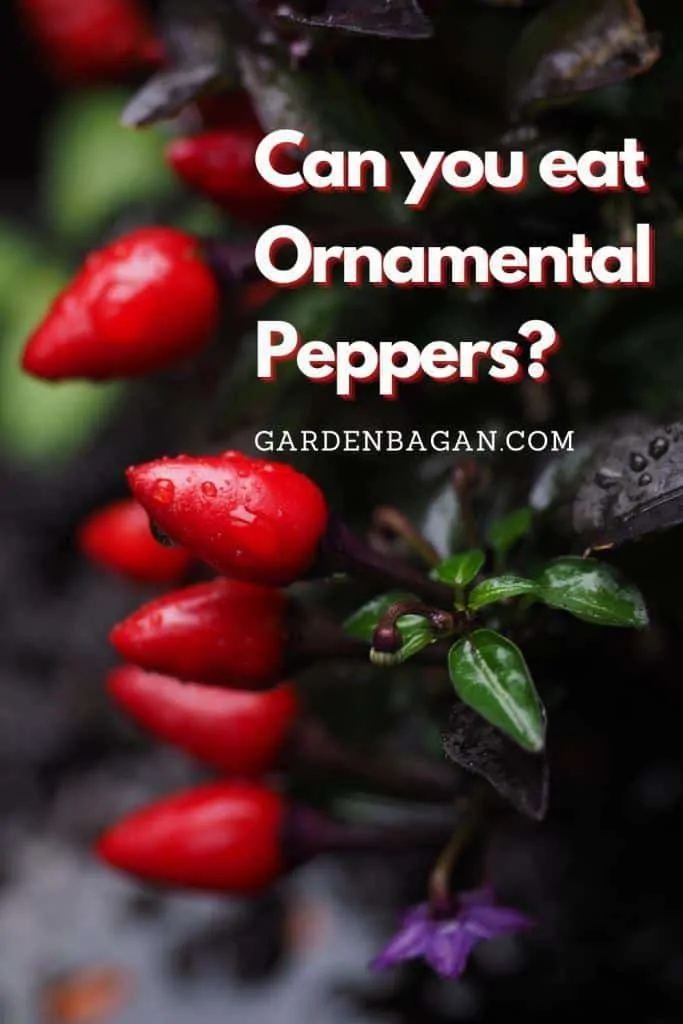 Can you eat Ornamental Peppers