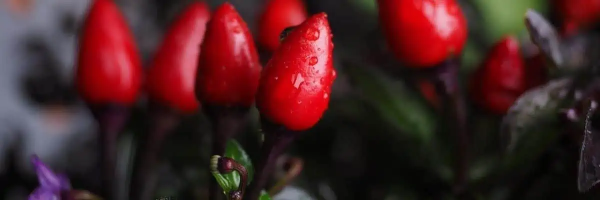 How to Grow Pepper Plants in Containers
