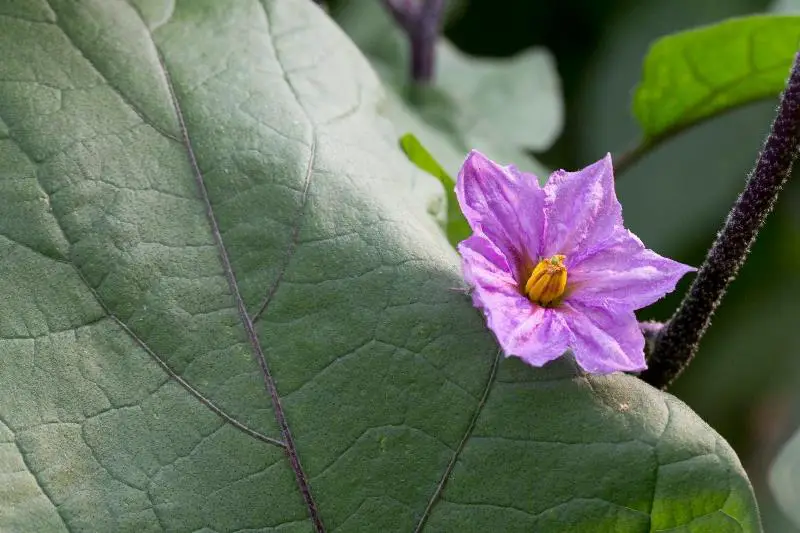 lavender Eggplant flower