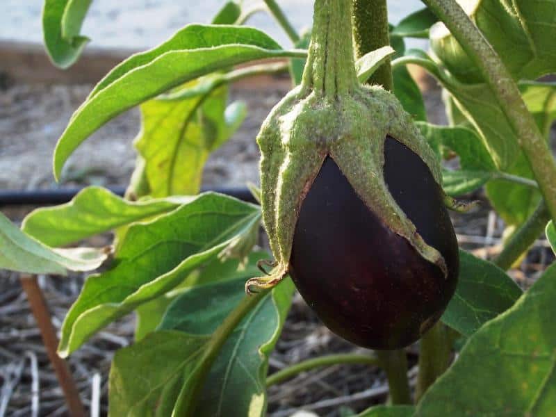Purple Eggplant fruit