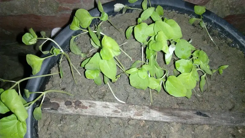 Eggplant seedlings after 15 days