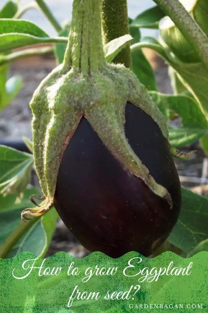 How to grow Eggplant from seed