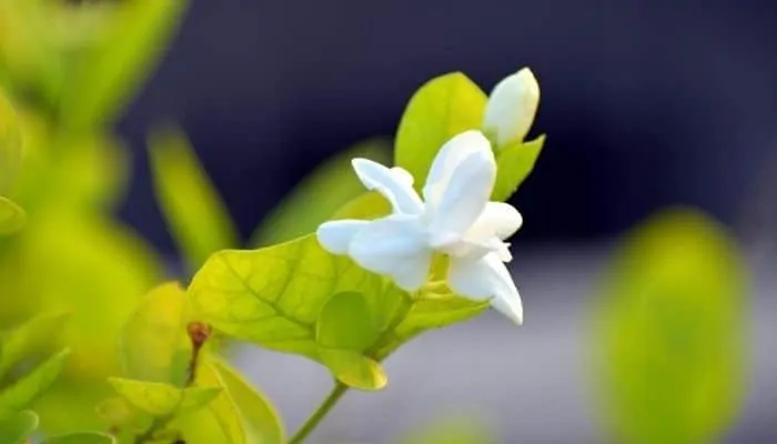 How to Grow Sampaguita Flowers- Jasminum Sambac