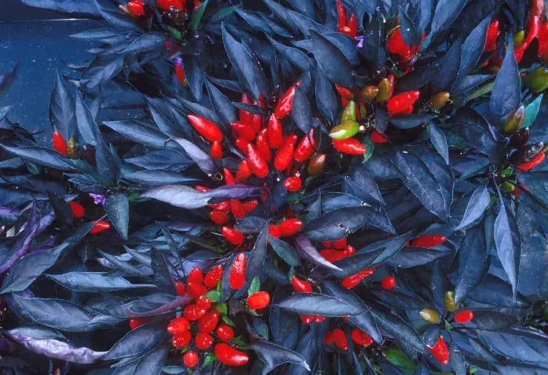 edible-ornamental-peppers