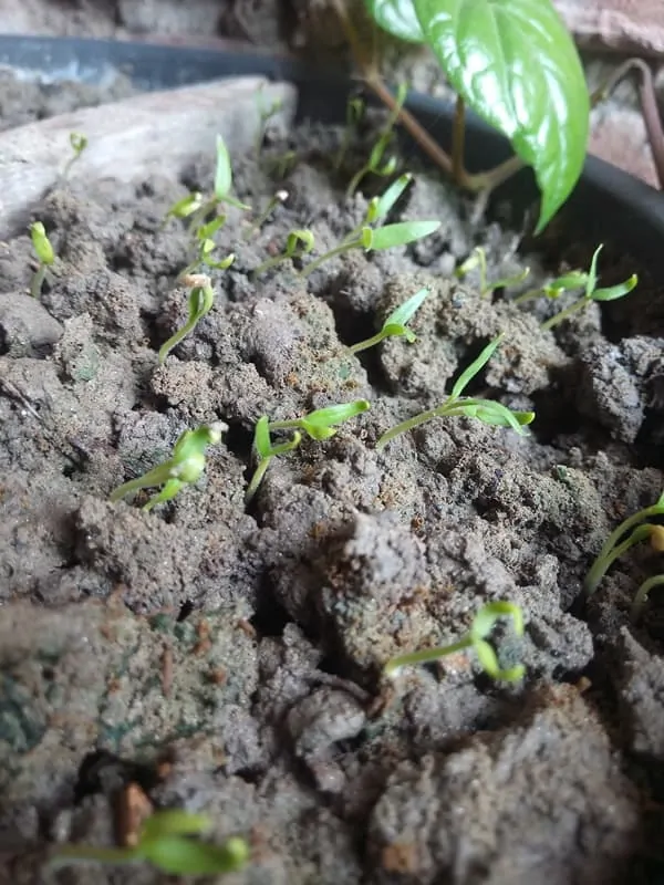 grow-eggplants-from-seedlings-after-6-days
