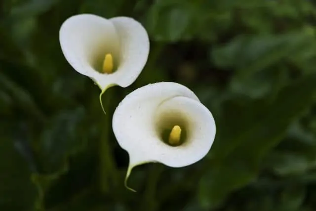 60 Beautiful White Flowers to grow this Summer - Garden Bagan