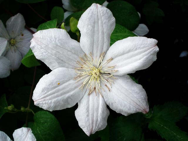 Clematis summer white flowers