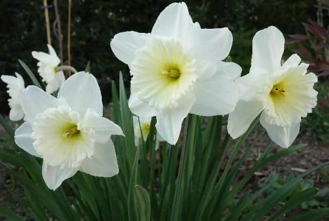 Daffodil white