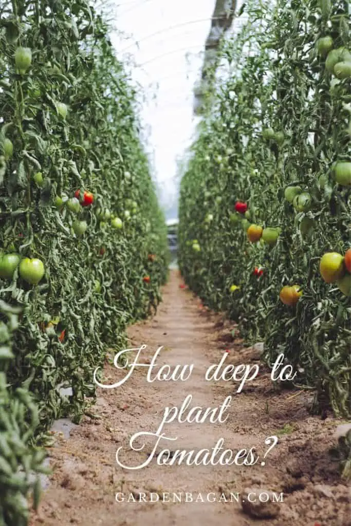 How deep to plant Tomatoes
