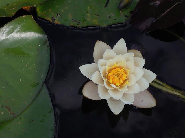 white summer lotus flower