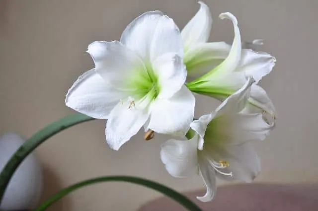 white amaryllis summer flowers