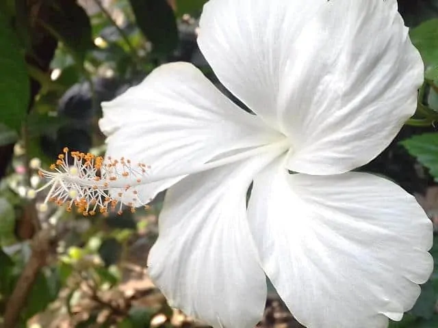 white summer hibiscus