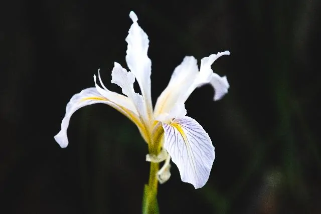 iris white 