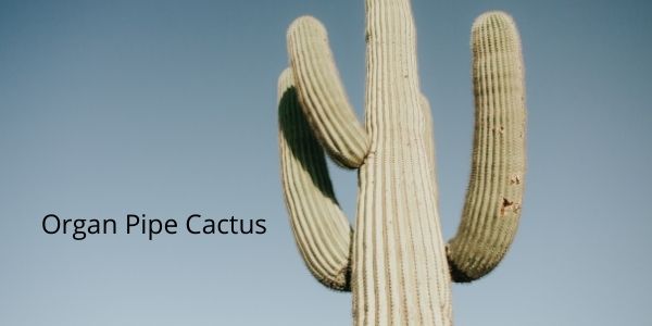 organ pipe cactus