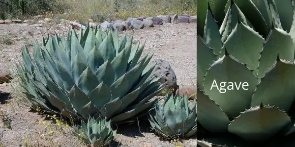 agave cactus