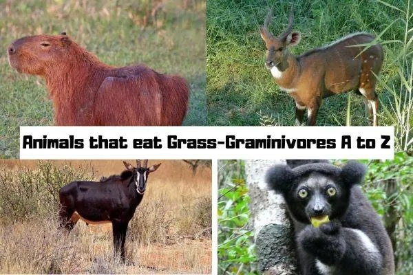 Animals that eat Grass-Graminivores A to Z