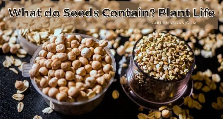 What do Seeds Contain Plant Life