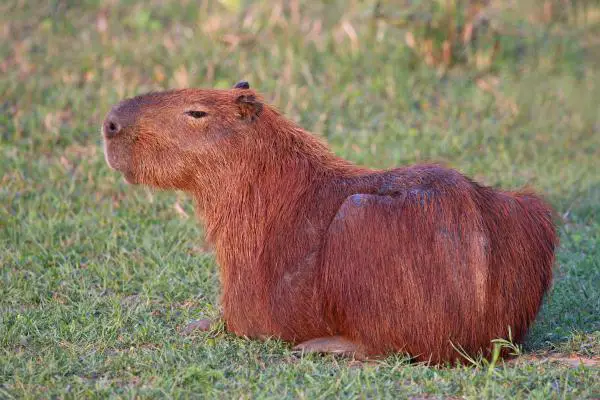 capybara-Animals that eat Grass