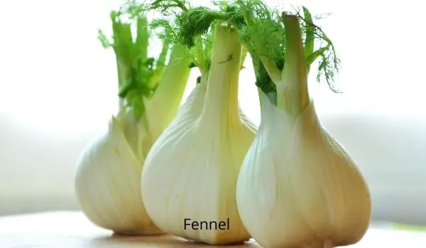 How to Harvest Fennel Bulbs?