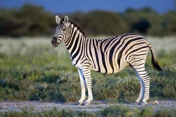 zebra-Animals that eat Grass