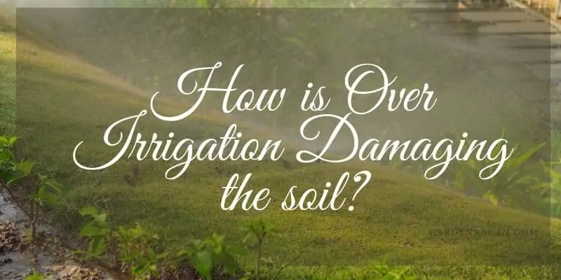 How is Over Irrigation Damaging the soil