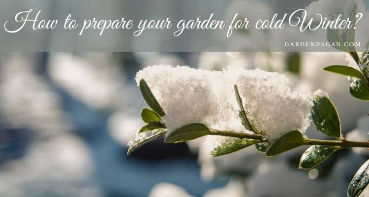 How to prepare your garden for cold Winter
