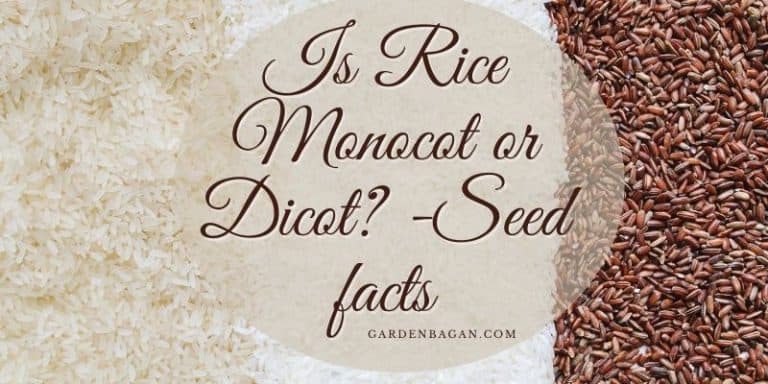 Is Rice Monocot or Dicot? -Seed facts - Garden Bagan