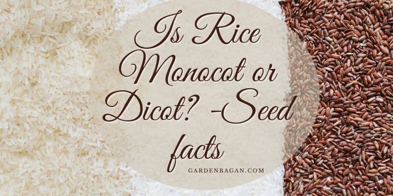 Is Rice Monocot or Dicot?