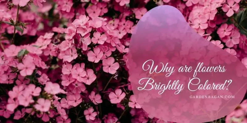 Why are flowers Brightly Colored?