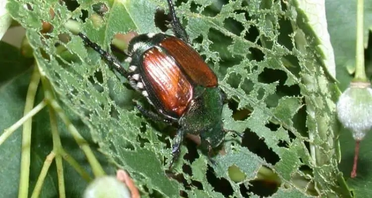 japanese-beetle-infestation