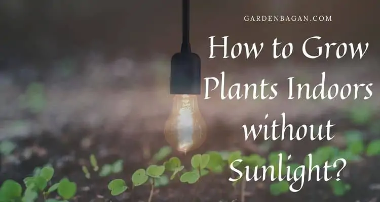 How to Grow Plants Indoors without Sunlight
