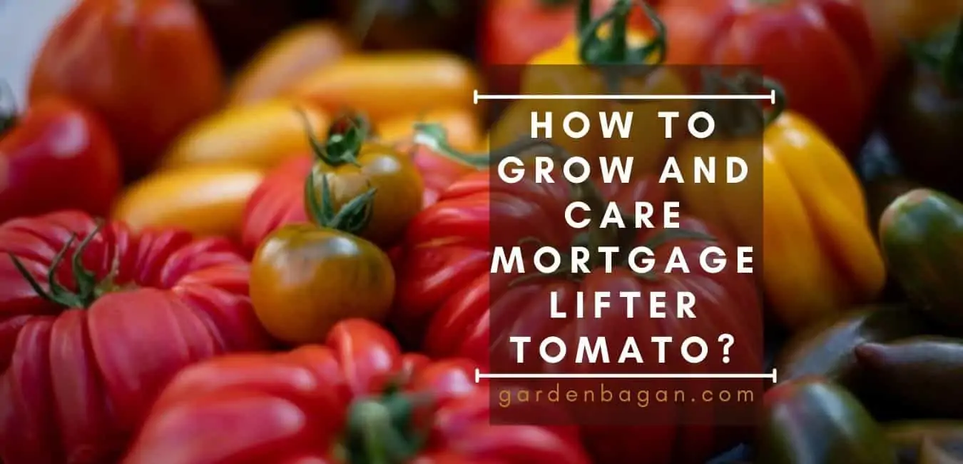 How to Grow and Care Mortgage Lifter Tomato