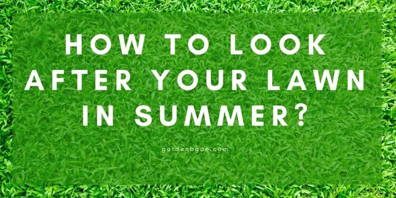 How to Look after your Lawn in Summer