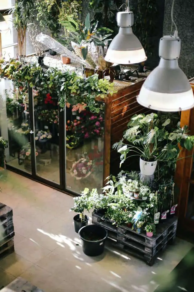 grow plants indoor using grow light