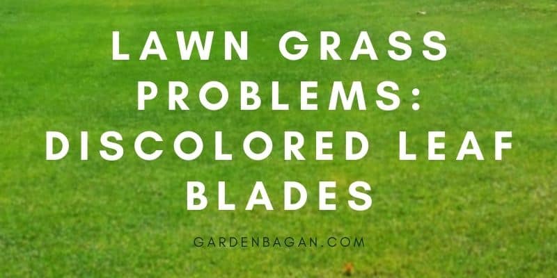 Lawn grass problems_ Discolored leaf Blades