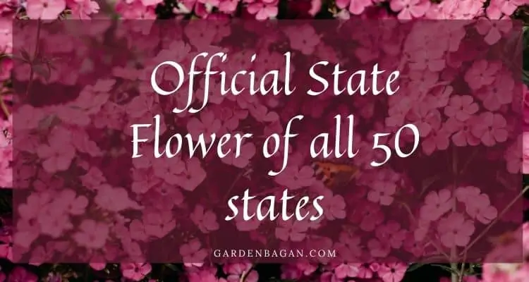official flower of states