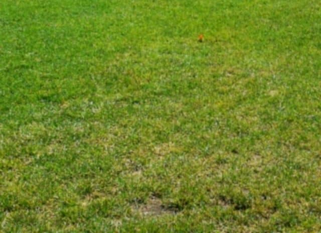 can-grass-grow-in-sand-garden-bagan