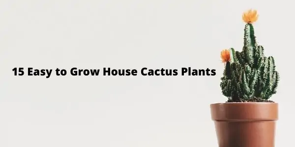  Easy to Grow House Cactus Plants