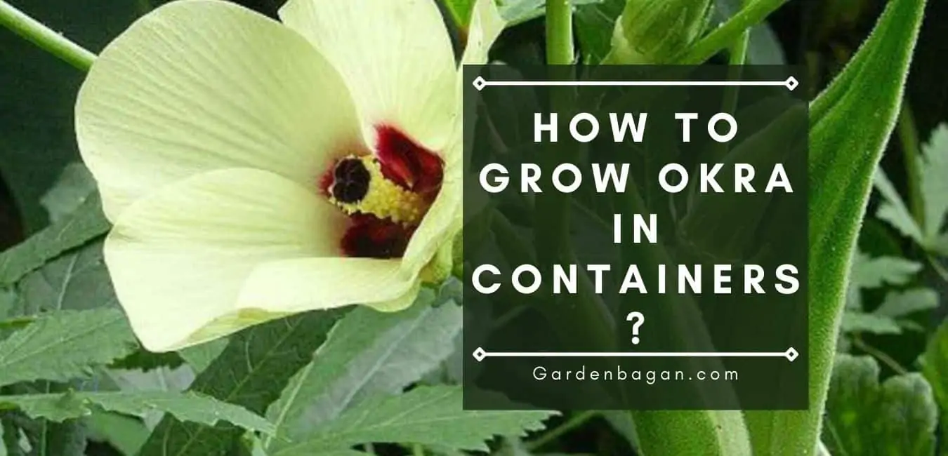 How to grow Okra in containers?-Kitchen Garden