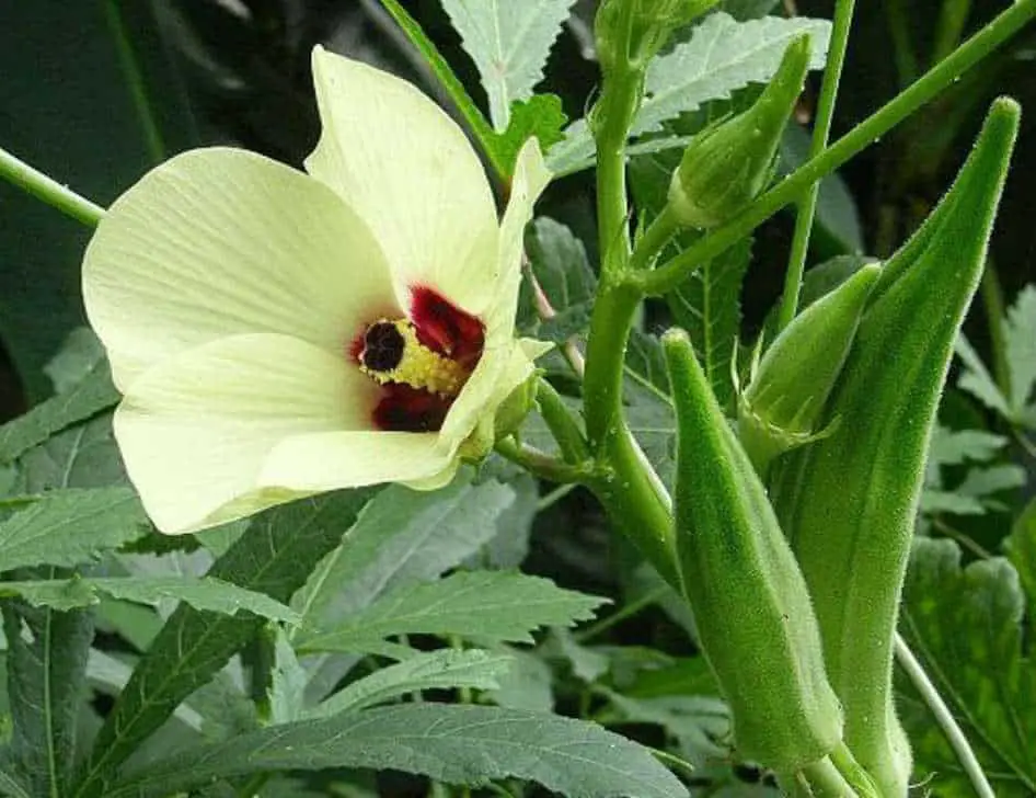 Okra flower and fruits