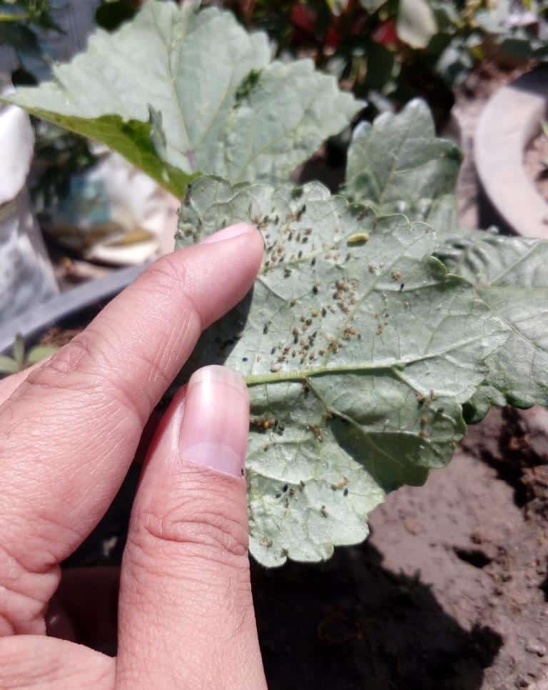 aphid-pest-attack-in-okra