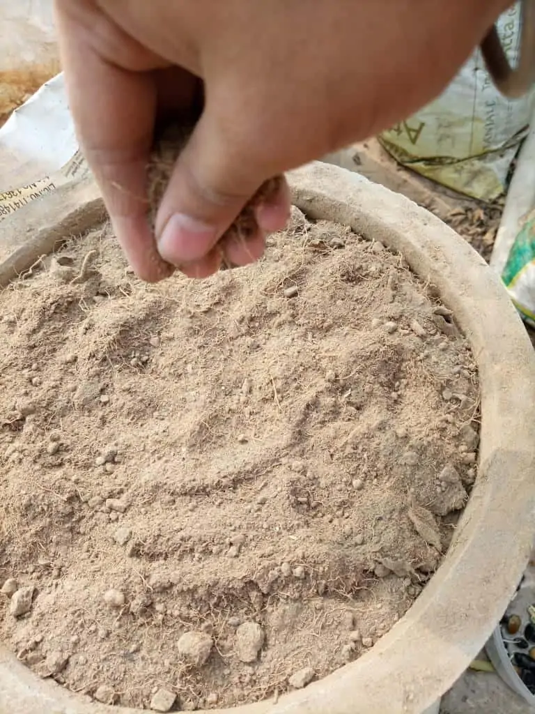 cover the seeds with soil mix